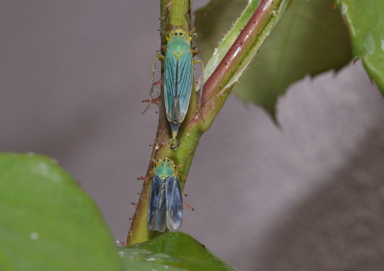 Cicadella viridis....dall''Abruzzo